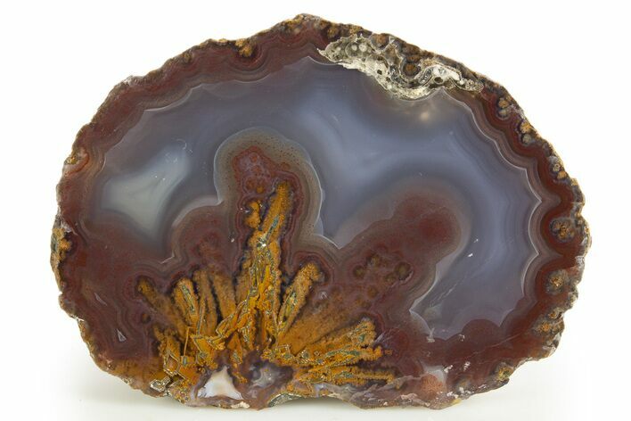 Polished Banded Laguna Agate Section - Mexico #323890